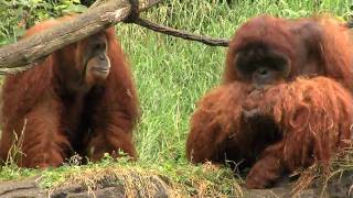 Zoo View Sumatran OrangutanCincinnati Zoo [upl. by Anaoj]