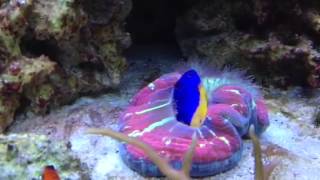 Open Brain Coral eating Azure Damselfish [upl. by Fairfax593]