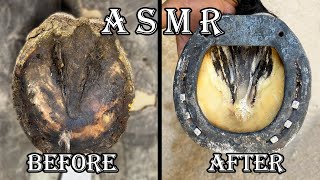 farrier hoof restoration farrier shoeing a horse  farrier asmr [upl. by Hayalat]