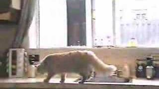 Cat behavior problem solution the ssscat [upl. by Zoes]