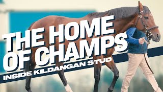 The Home Of Champions  Inside DarleyGodolphins Irish Stud  Irish Stallion Trail [upl. by Lacey]