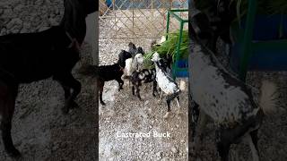 Farm welcome Castrated Buck cirg goatfarming youtubeshorts ytshort viralvideo villagelife [upl. by Alanah]