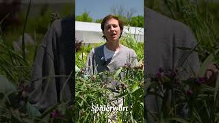 Blooming NATIVES at Bountiful Gardens  Foxglove Beardtongue Ninebark Spiderwort amp Sweetspire [upl. by Yzmar379]