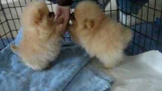 8 week old Pomeranian puppies [upl. by Eclud]