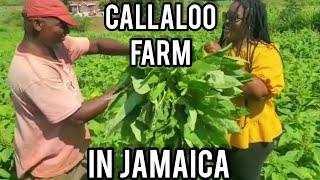 NUTRITIOUS JAMAICAN CALLALOO PRODUCT OF JAMAICA CALLALOO FARM IN JAMAICA [upl. by Notnirt441]