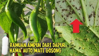 MEMBUAT PESTISIDA NABATI AMPUH HAMA AUTO MATI GOSONG [upl. by Iturhs]