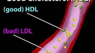 Understanding Cholesterol Cholesterol 1 [upl. by Suravat]