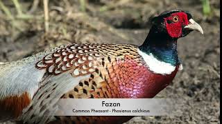 Fazan  Ringnecked Pheasant  Phasianus colchicus [upl. by Warila]