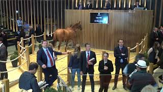 Top Price J1 N°2  125 000E  NABAB HAS  H21  Vente Arqana dEté 2023 [upl. by Aivirt]