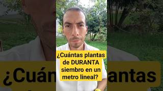 ¿Cuántas plantas de DURANTA siembro en un metro lineal [upl. by Rednaeel872]