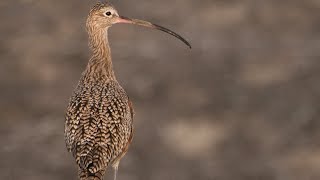 WEBINAR Curlews of the World [upl. by Boleslaw]