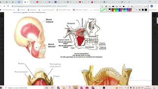 UE2 Physiologie Digestive 2 بالعربية  Phase BuccoOesophagienne  Partie 1 Mastication [upl. by Stets]