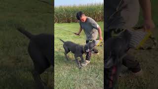 Cane Corso bite training dogtraining canecorso [upl. by Clea480]