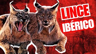 💥Las Características del LINCE IBÉRICO 2024 Territorialidad y Genética Única [upl. by Oiligriv]