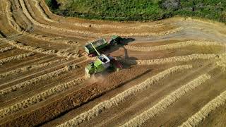 Coolmore Stud Harvest 2021 John Deere Claas [upl. by Odnaloy]