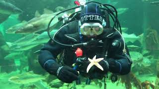 Macduff Marine Aquarium Live Dive Show [upl. by Aruon]