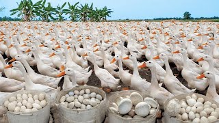 How To Raise And Harvest Thousands Of SuperLaying Duck Eggs  Effective Duck Farming Strategy [upl. by Morena321]