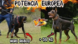 JAMÁS has visto dos DOBERMAN EUROPEOS tan P0DER0S0S cara a cara [upl. by Aneen821]