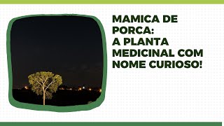 Mamica de Porca A Planta Medicinal com Nome Curioso [upl. by Ahsinoj]