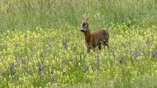 incontriravvicinatissimi  Il capriolo [upl. by Darb]