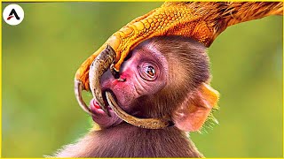 Fastest Snake Kill a Monkey Bird 😲 Worlds Deadliest [upl. by Chrisman20]