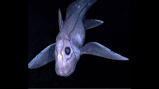 Facts The Chimaera Ghost Shark [upl. by Rehpotsirh]