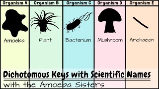 Dichotomous Keys Identification Achievement Unlocked [upl. by Rimhsak]