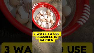 How to use eggshell in gardening eggshell fertilizer benifits Homegarden2019 gardentips [upl. by Coppock911]