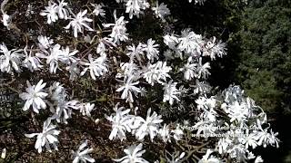 Magnolia stellata Royal Star Star Magnolia [upl. by Marelya]