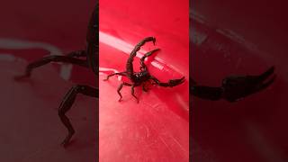 Black Scorpion ytshorts nature trending viral [upl. by Hewitt]