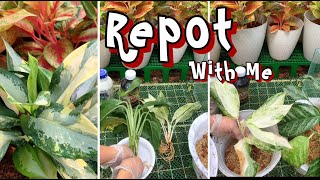 Repot with me  Aglaonema from Thailand [upl. by Lajib]