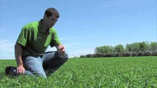 Italian Ryegrass Spring Planting Follow Up Video [upl. by Oakie]