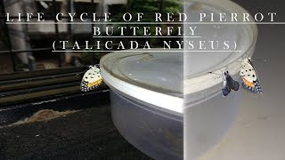 LIFE CYCLE OF RED PIERROT BUTTERFLY 🦋  Talicada nyseus [upl. by Yemerej246]