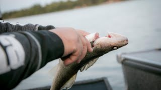 How to Filleting a Walleye [upl. by Brittni798]