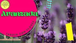 🌿 Como GERMINAR LAVANDA🌿 Lavandula angustifolia Paso a paso 🌱 [upl. by Malorie]