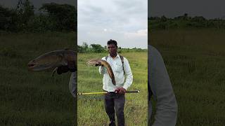 fishing 🤩लाजवाब साईज मरल फिस [upl. by Crary]