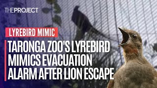 Taronga Zoos Lyrebird Mimics Evacuation Alarm After Lion Escape [upl. by Paxon]