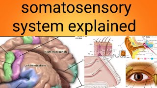 somatosensory systemphysiology lecture 11 [upl. by Neyut77]