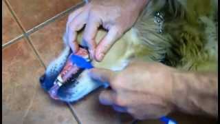 How to Brush a Large Dogs Teeth [upl. by Ehlke]