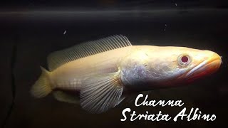 Channa Striata Albino [upl. by Arabrab]