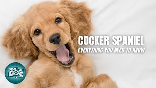 Cocker Spaniel Dogs 101  Everything You Need to Know [upl. by Noyk45]