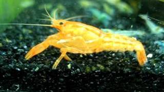 How to find that is a female Mexican orange dwarf crayfish CPO [upl. by Anitsahs]