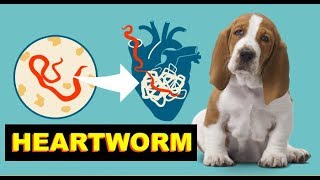 6 Signs Your Dog Might Have Heartworm  Fun Facts About Dogs [upl. by Emirak14]