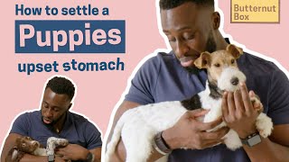 How to Settle a Puppy’s Upset Stomach with Dr Bolu [upl. by Ttreve861]