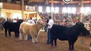 4H Grand Champion Steer [upl. by Oecam]