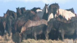 De Paarden van Marrum  De 25 meest bijzondere heldendaden [upl. by Gruber]