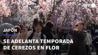 Comenzó la temporada de cerezos en Japón más temprano de lo habitual  AFP [upl. by Shurwood782]