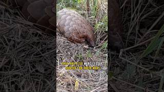 Pangolin The Most Trafficked Mammal in The World [upl. by Arthur]