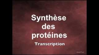 Synthèse des protéines Transcription [upl. by Stanislas]