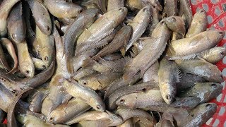 Catfish amp climbing perch fish catching by hand from mud water pond in India [upl. by Nerwal]